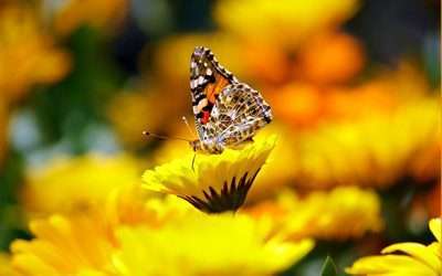 Transformation through Coaching